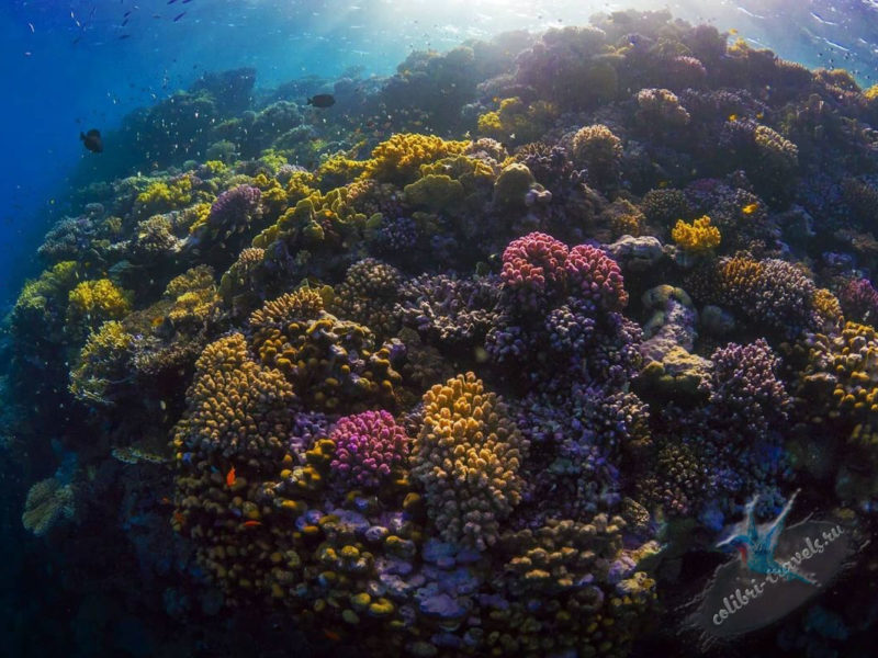 Экскурсия Коралловый сад «Coral garden» из Марса Алам